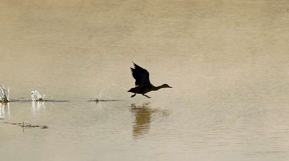 Duck taking off