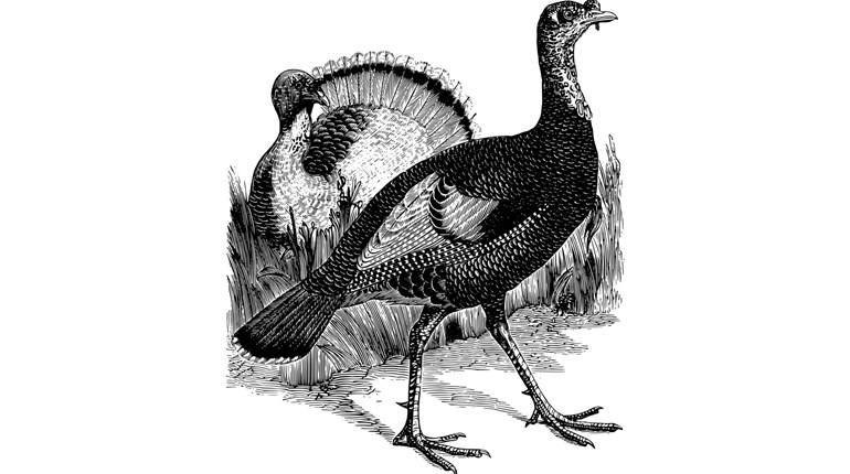 Turkey Calling by Subspecies | An Official Journal Of The NRA