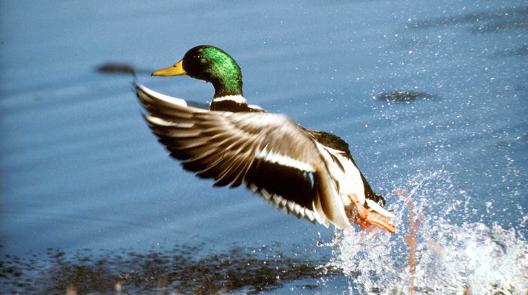 California Releases Waterfowl Survey Results, Names Duck Stamp Winner | An Official Journal Of The NRA