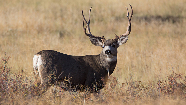 Mule Deer with Big Antlers in Colorado