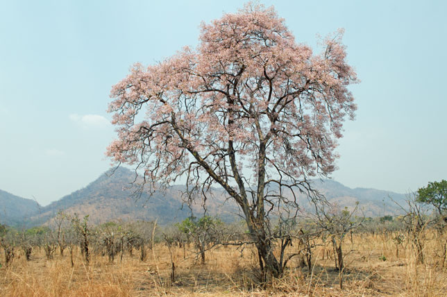 Blooms of Spring