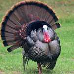 Turkey At Full Strutt