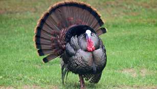 Turkey At Full Strutt