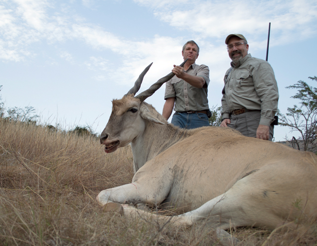 Cape Eland