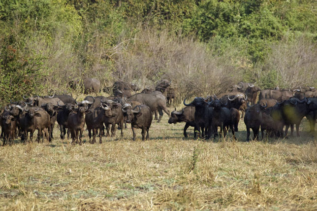 Buffalo Herds