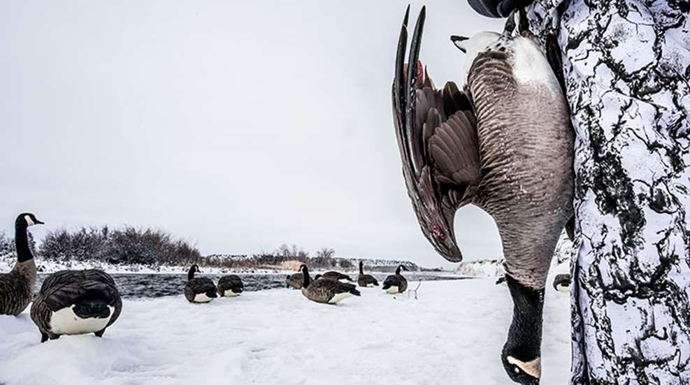 newyearsgoose_lead.jpg