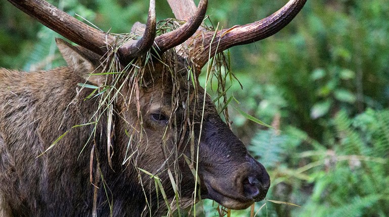 A Bull in the Hand | An Official Journal Of The NRA