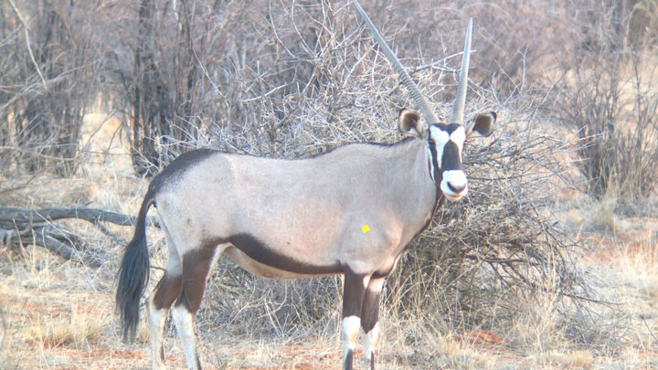 Gemsbok