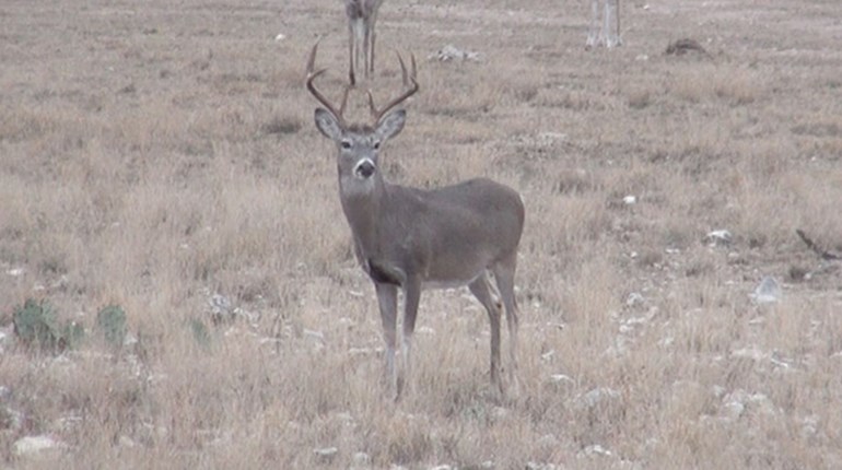 Whitetail Management is Undergoing a Monumental Shift | An Official Journal Of The NRA