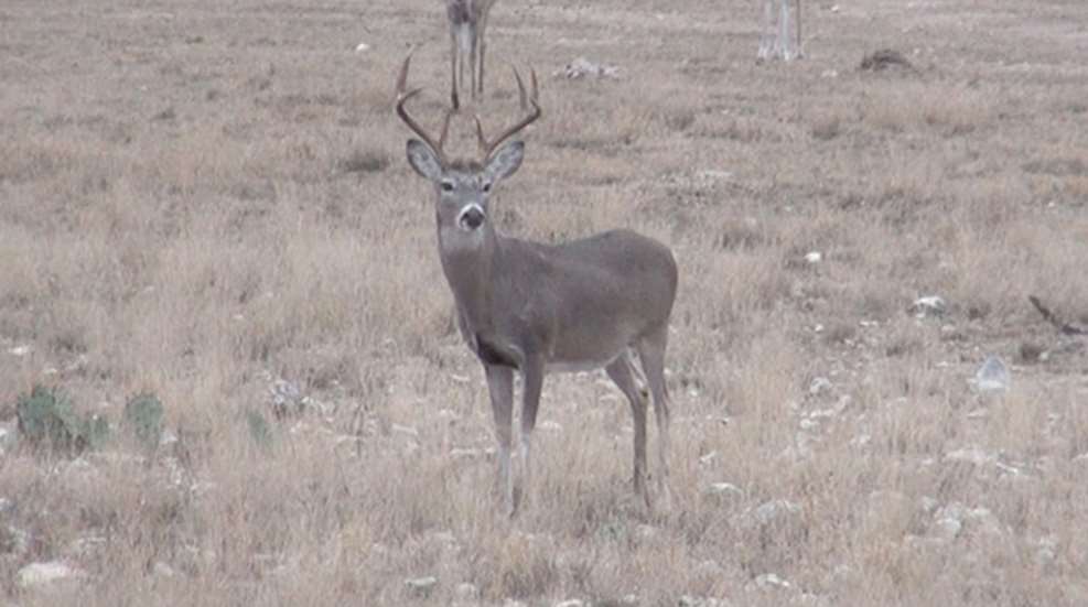 miniter_whitetail_pop.jpg