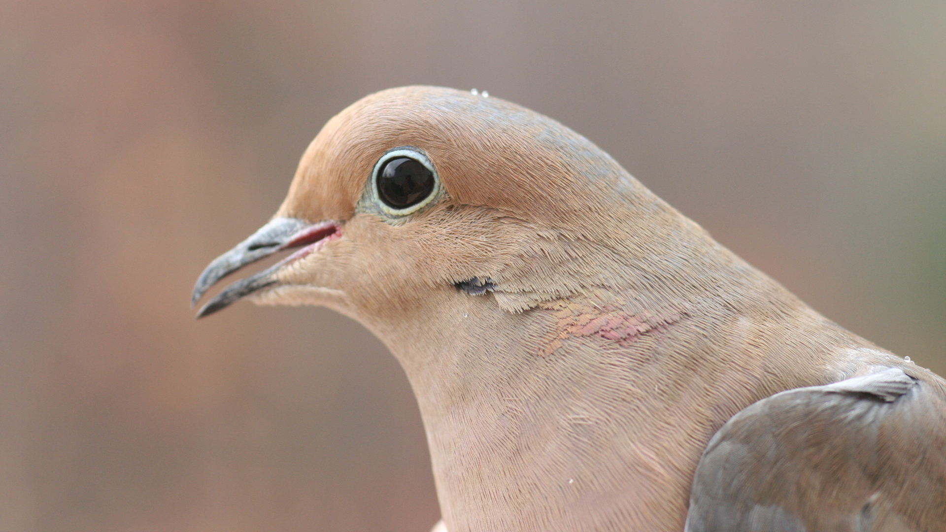 LEDE Dove Head Close Up