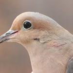 Bagging Birds: How to Hit More Doves | An Official Journal Of The NRA