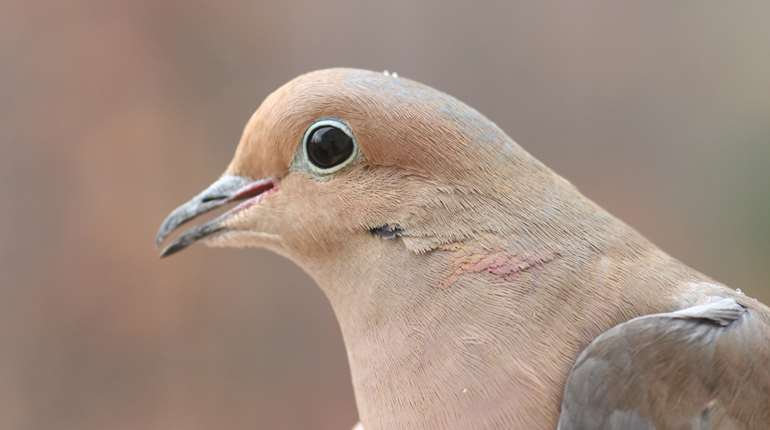 LEDE Dove Head Close Up