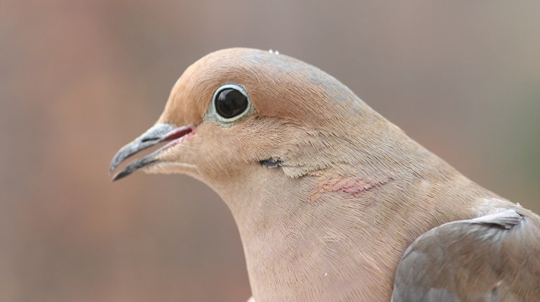 Bagging Birds: How to Hit More Doves | An Official Journal Of The NRA