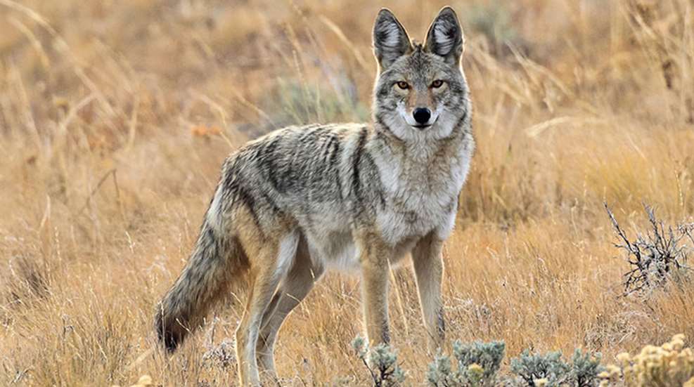 late-wintercoyotes_lead.jpg