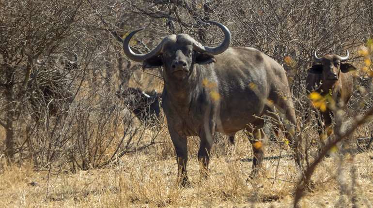 W H2026 07 Cape Buffalo IMG 0760