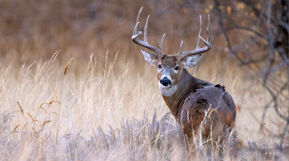 Whitetail Bucks In Odd Places Lead