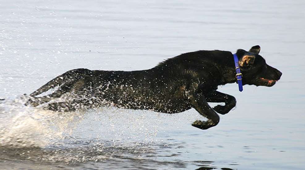 gundogs_take_swim_f.jpg