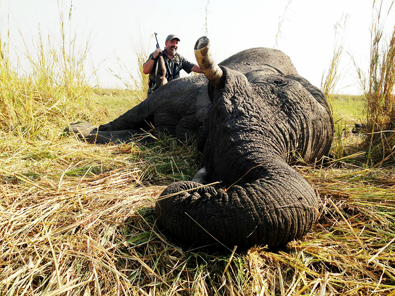 Scott Olmsted's Elephant