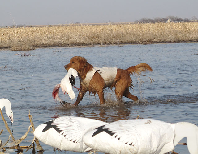 Gundog at Work