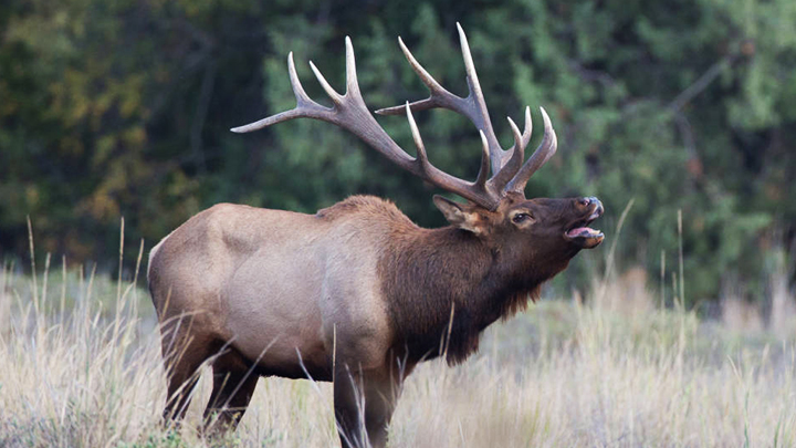 Cow Calf Bull Elk Calls ~ NEW 