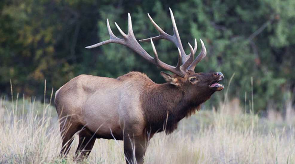 how-to-call-elk_lead.jpg
