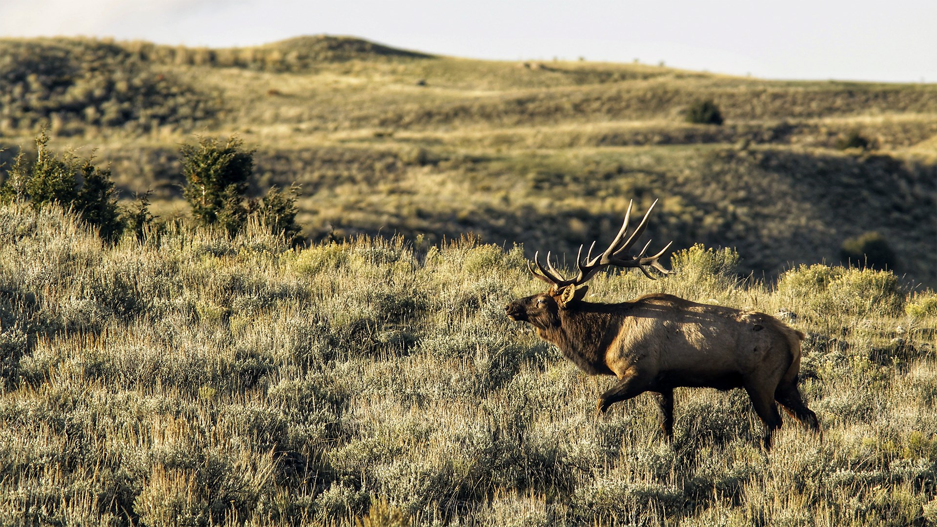 Elk running through terrain