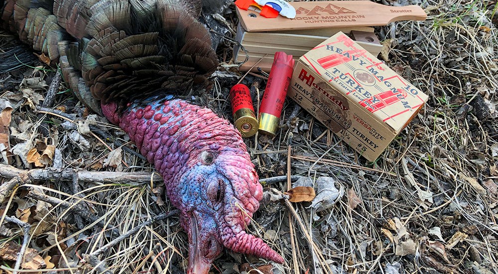 Eastern Wild Turkey Next to Ammo and Box Turkey Call