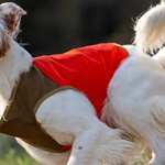 Maindog In Orange Vest