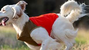 Maindog In Orange Vest