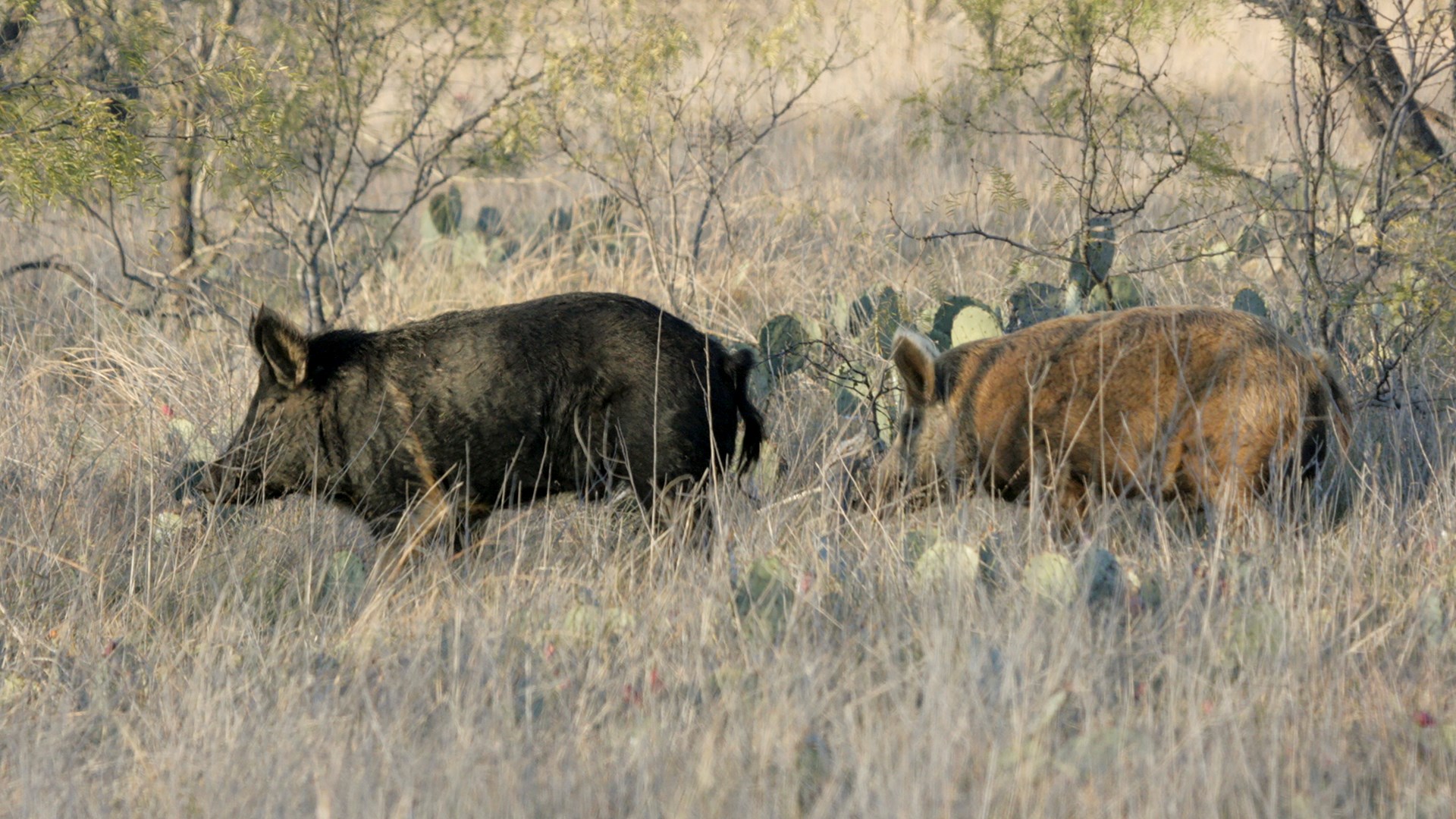 Hogs