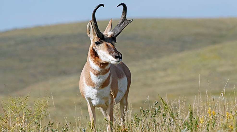 advantage_alberta_pronghorn.jpg