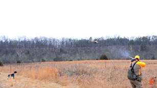 field-day-pheasant.jpg