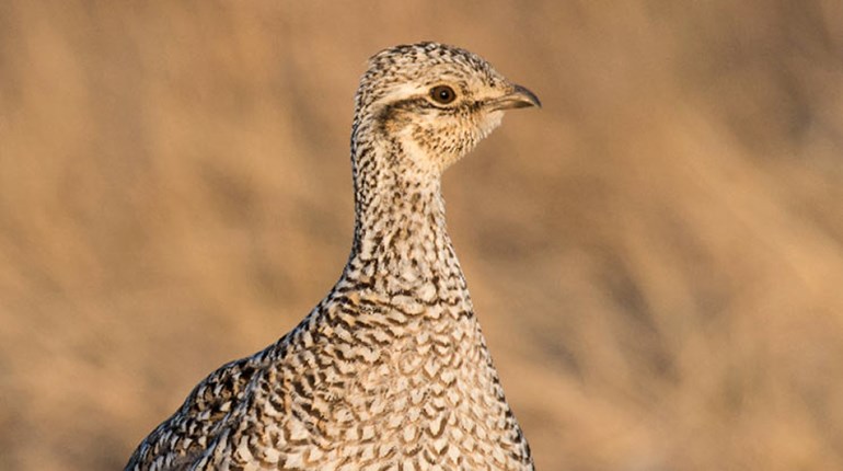 Wisconsin Sharp-Tailed Grouse Season Canceled | An Official Journal Of The NRA