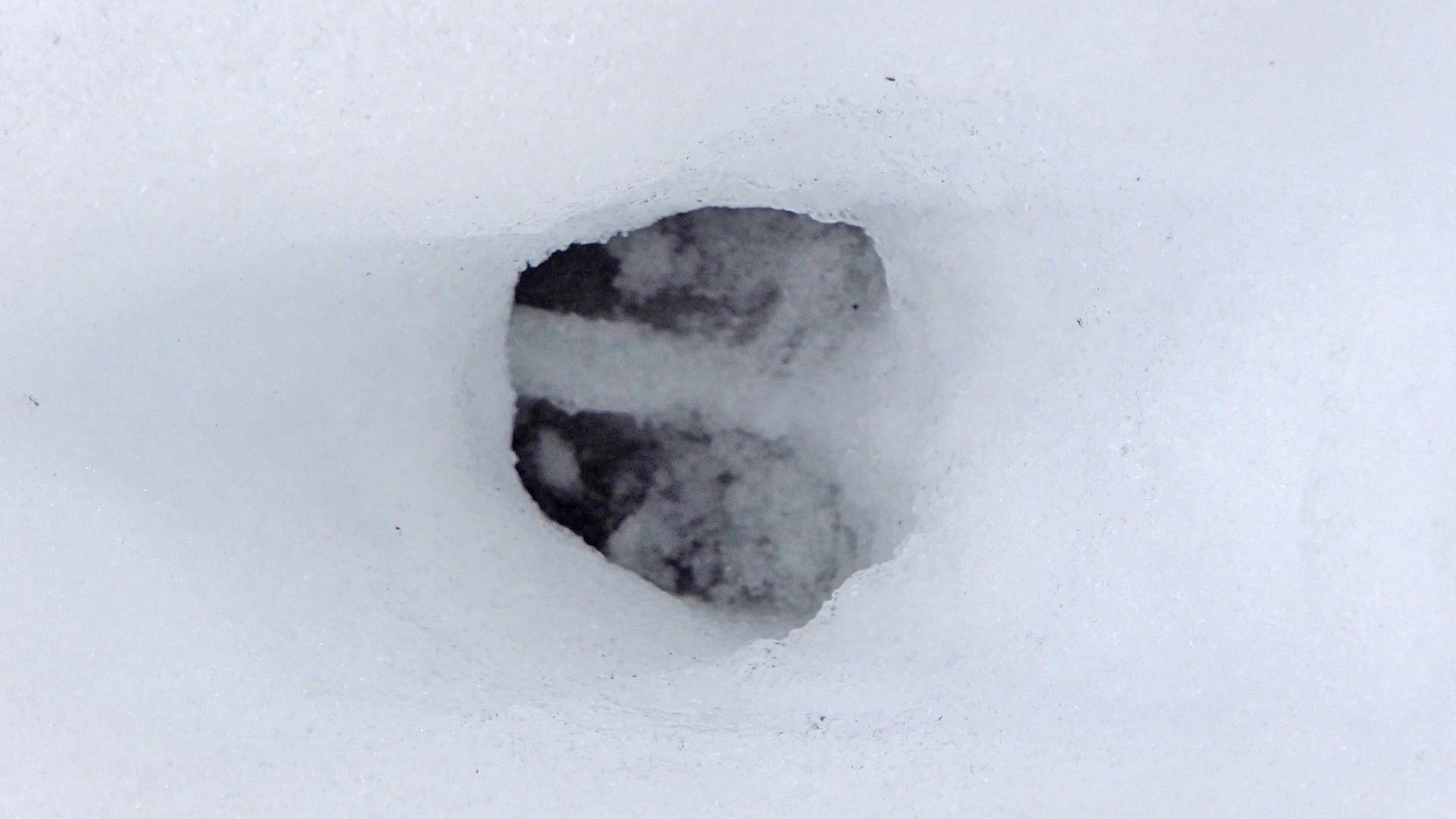Deer track in the snow