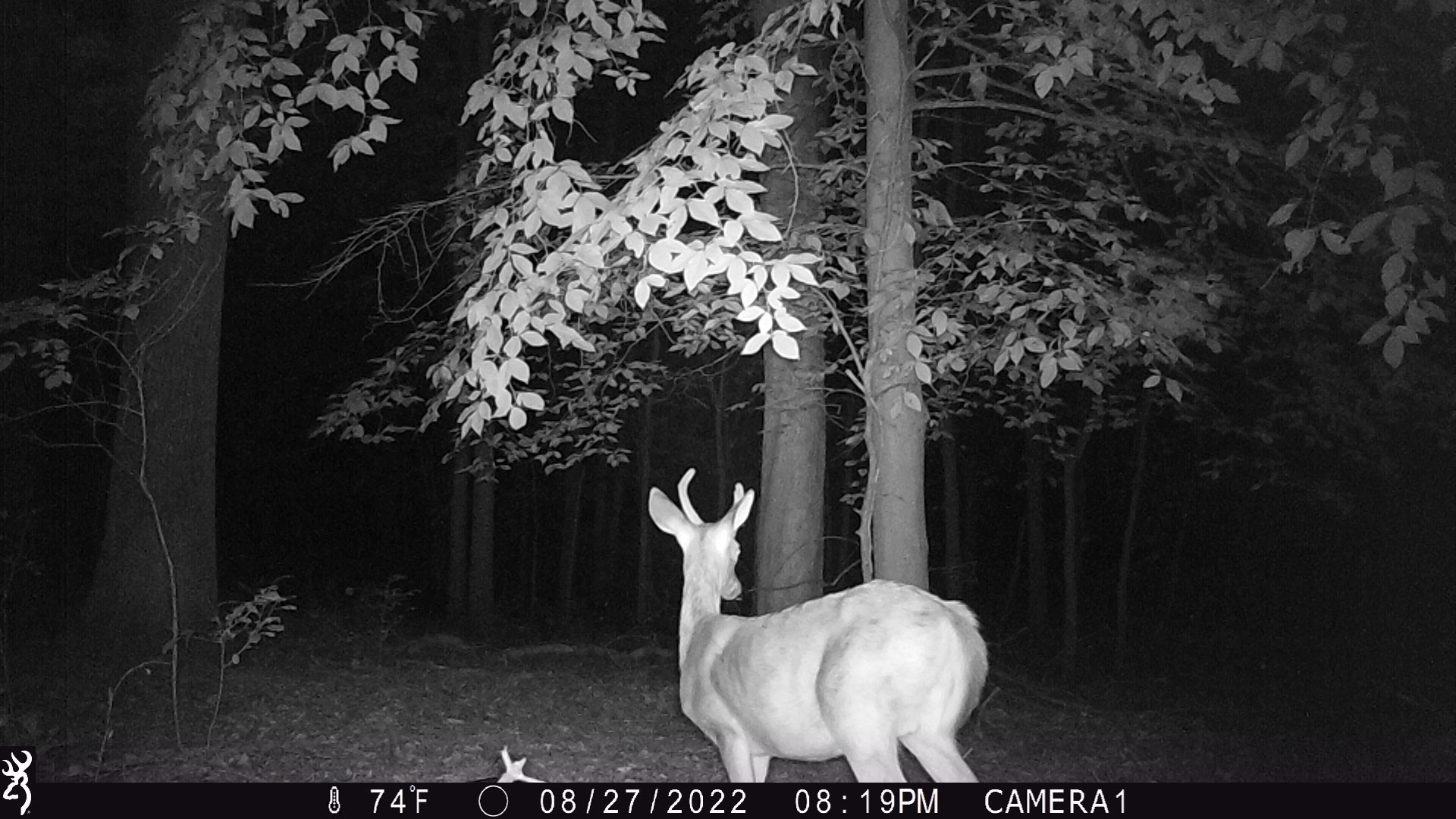 Spike Buck