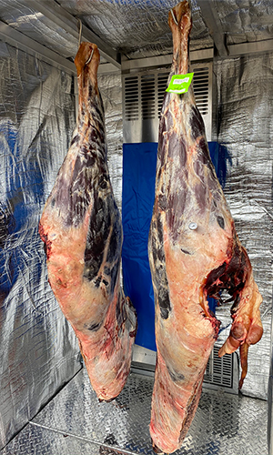 Venison Hanging to Age