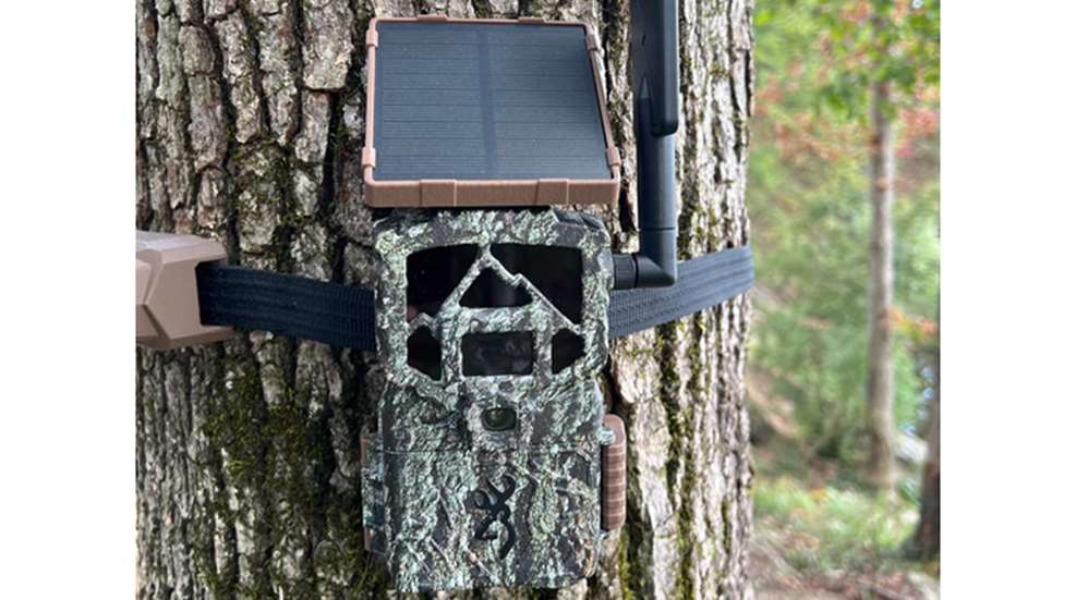Ledesecurity Tree Strap On Tree