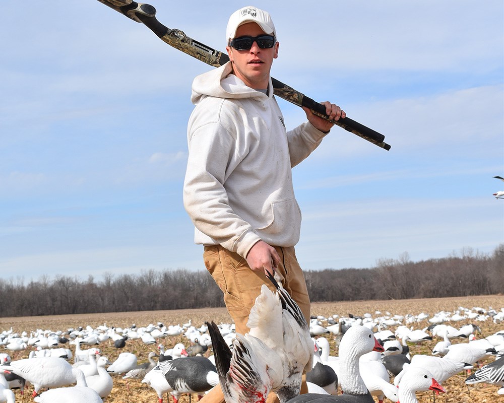 Snow goose hunter in the field with shotgun over shoulder carrying goose decoys.