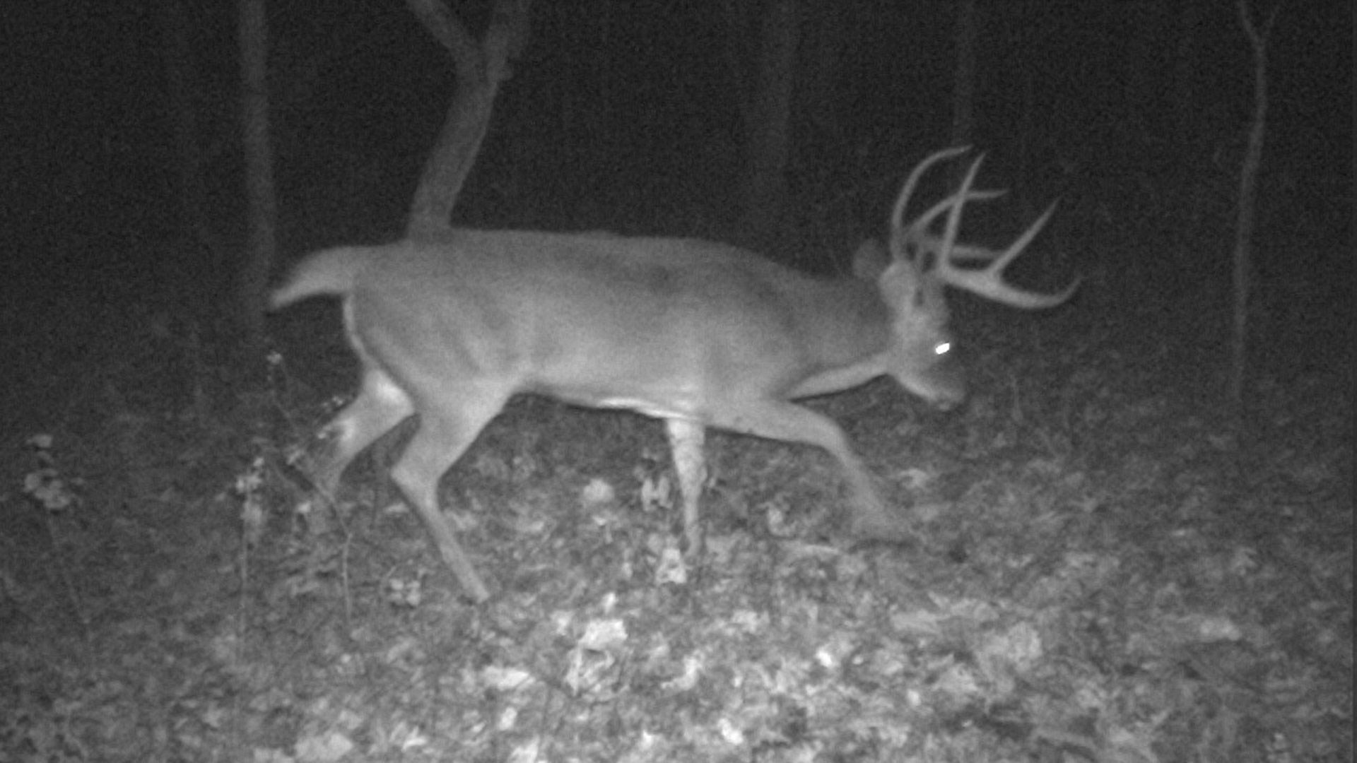 Trail Camera Buck