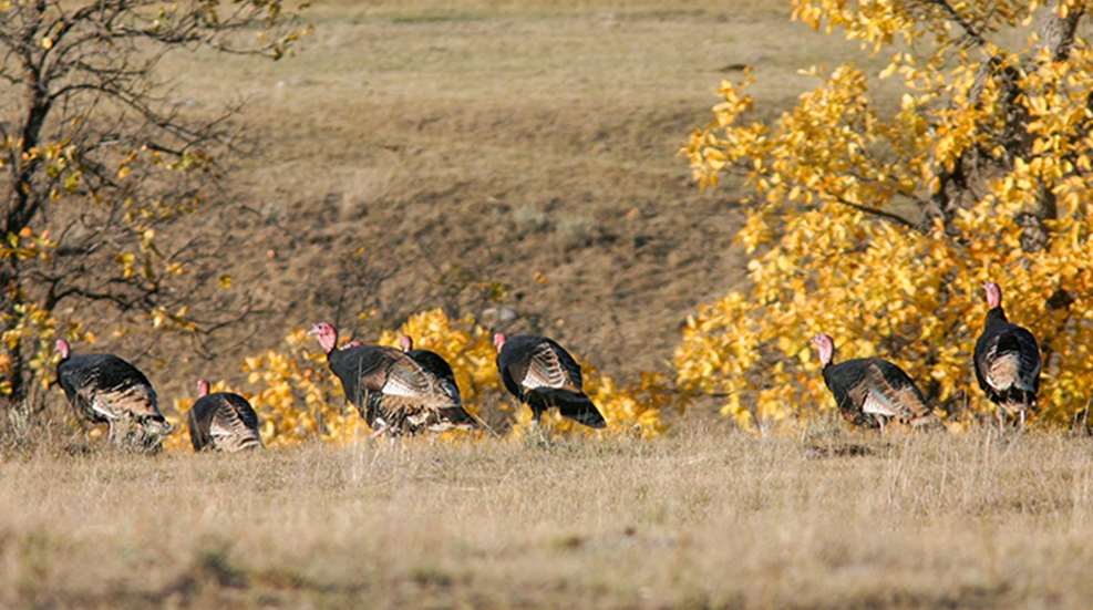 fall-turkey-hunting-tactics_lead.jpg
