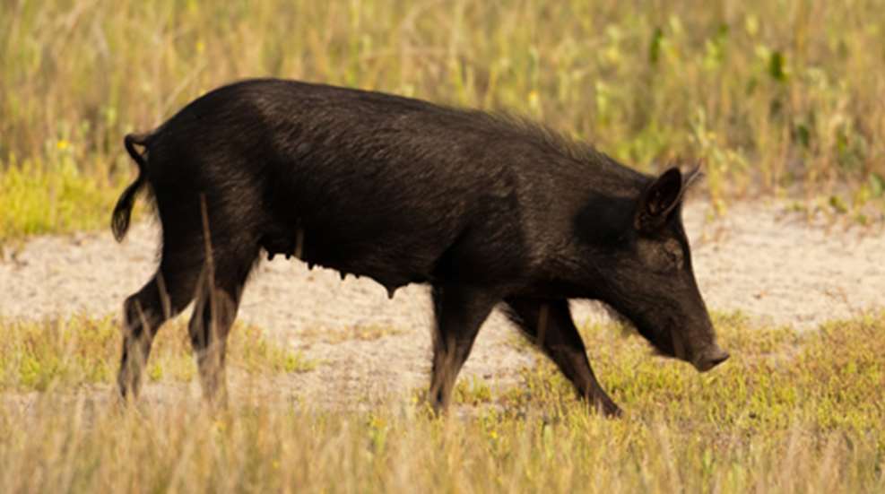 2013211153433-hog_usa_f.jpg