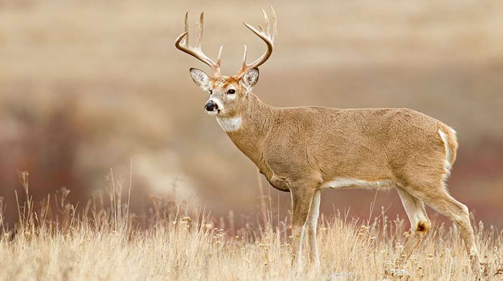 westernwhitetailtips_lead.jpg