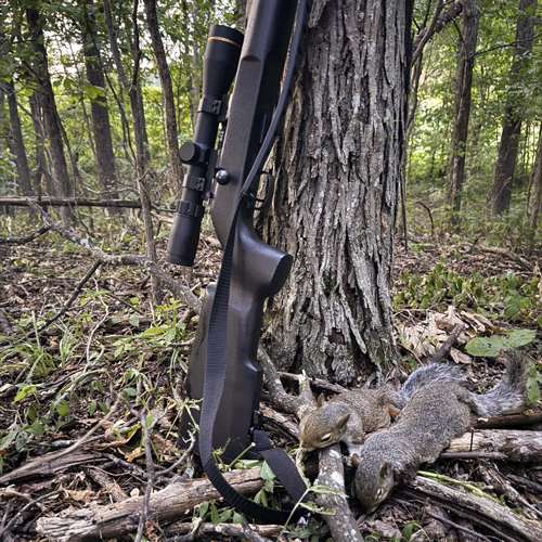 Rifle on a tree