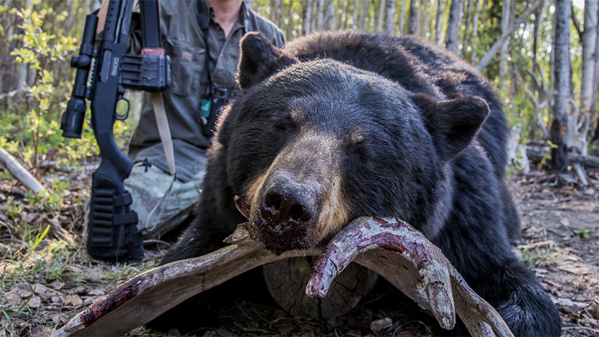 Black Bear Weaponry