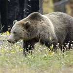 wy-id-grizzlyhunts_lead.jpg