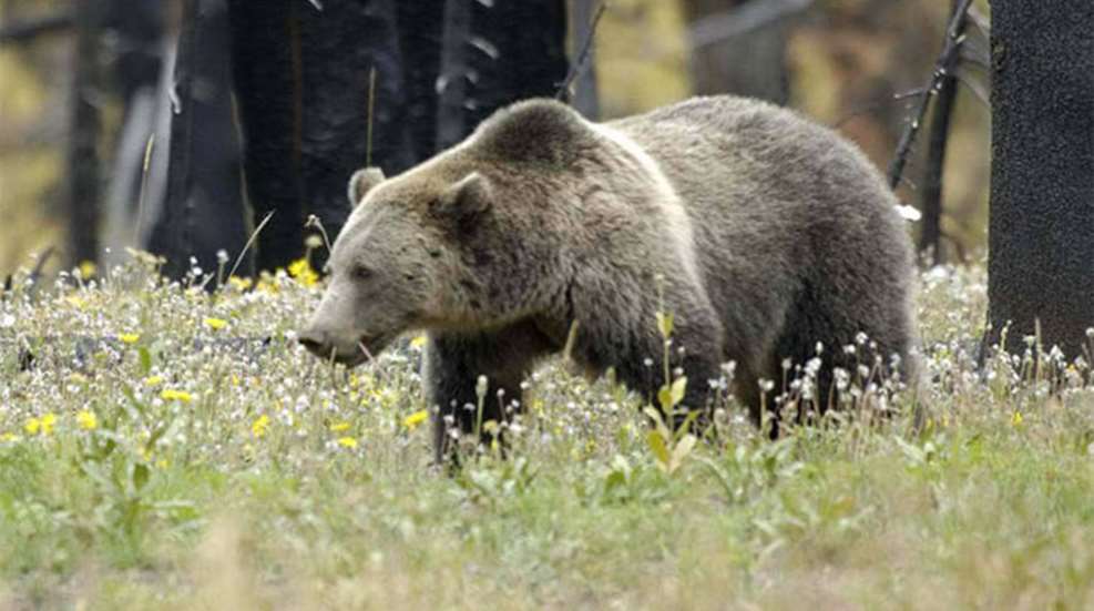 wy-id-grizzlyhunts_lead.jpg