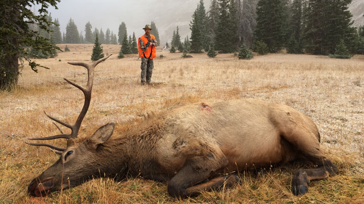 Hunter Approaches downed elk