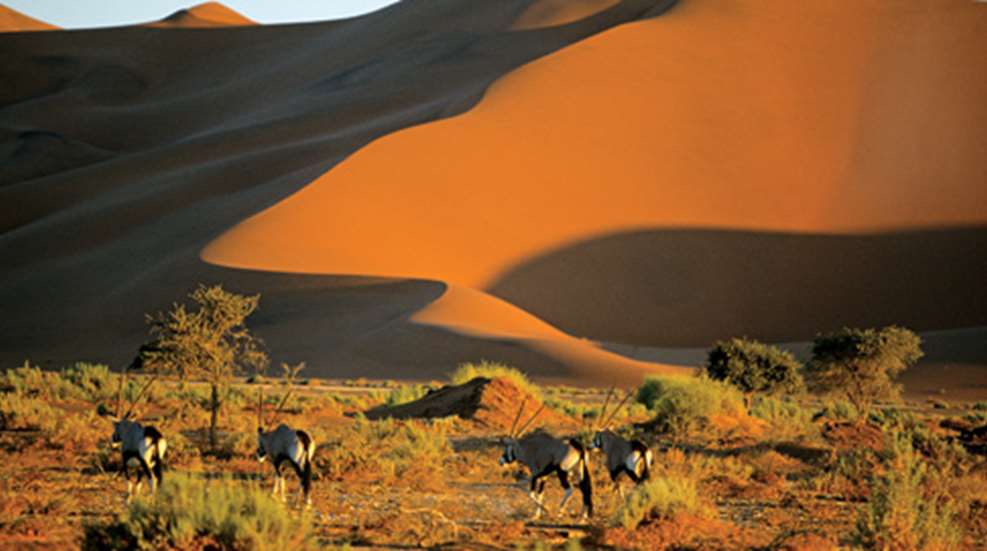 2011621104029-safari_f.jpg