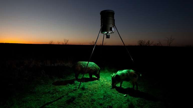 W H2026 04 F Hog Texas Graves 425888